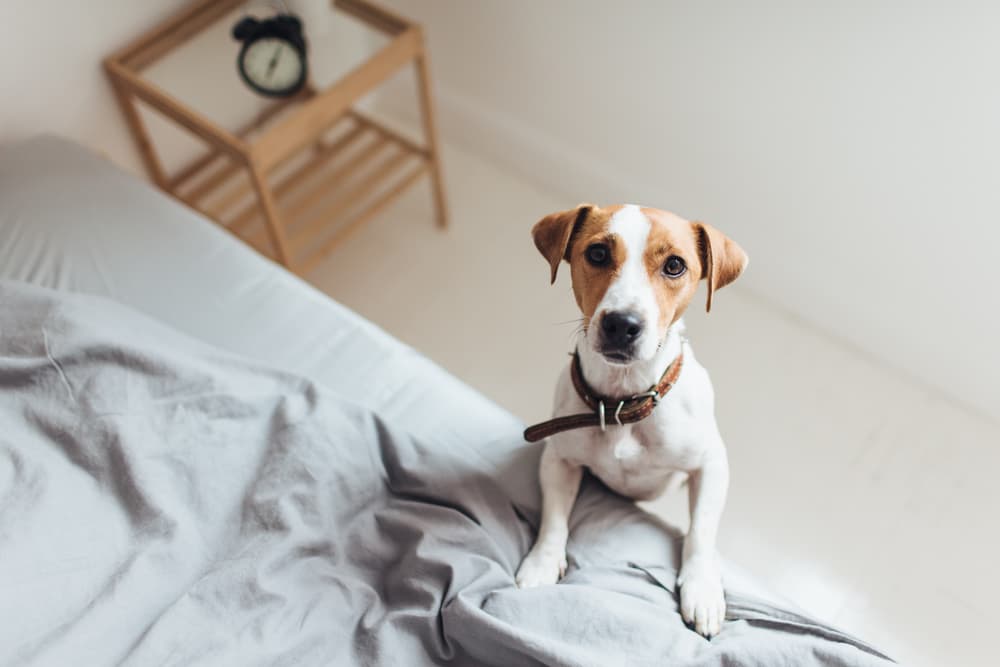 Dog standing on bed