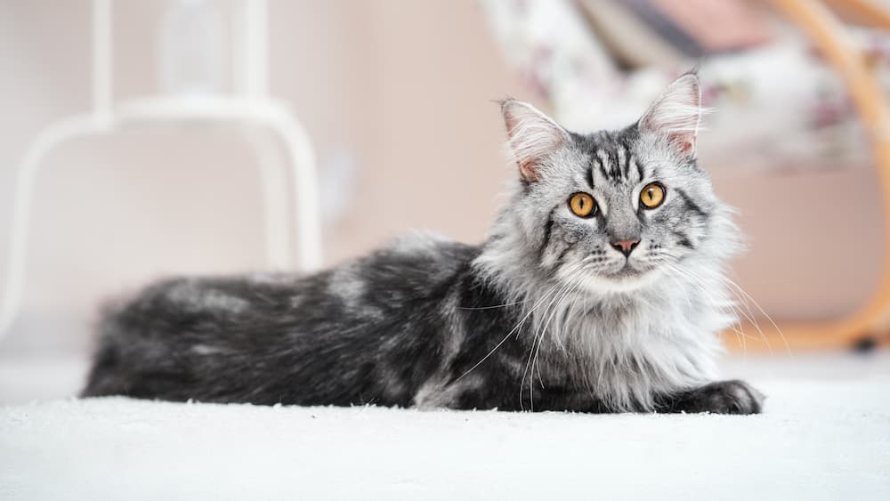 Main Coon Cat lying down