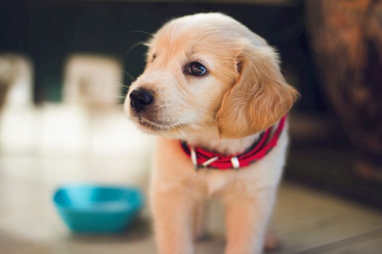 cute puppy by food bowl