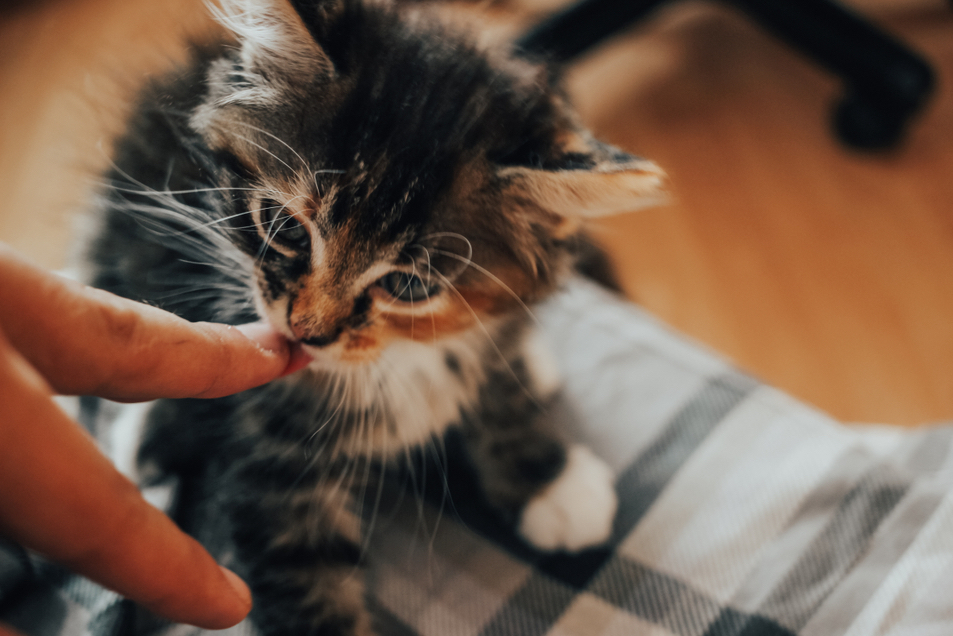 Why Does My Cat Lick Me?