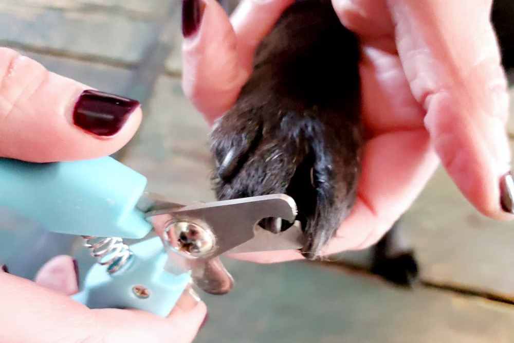 Cutting a dog's nails with clippers