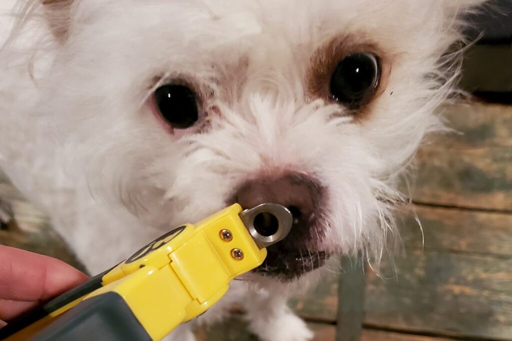 Introducing nail clippers to a dog