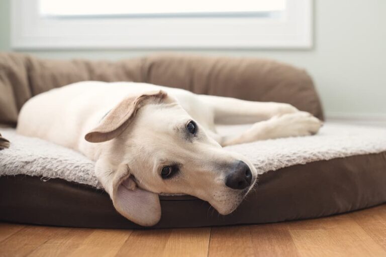 Dog with hypoglycemia