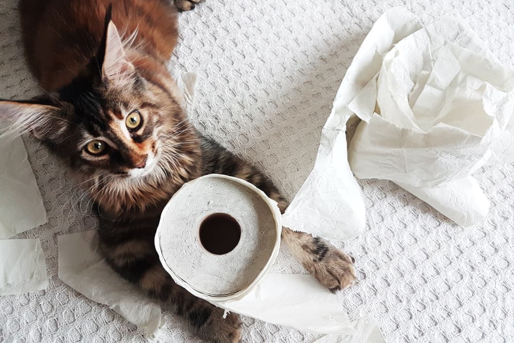 Pica in Cats