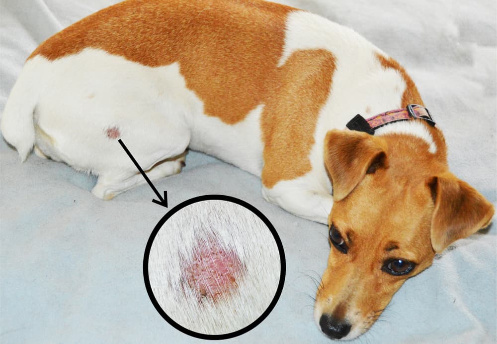 ringworm spot on dog