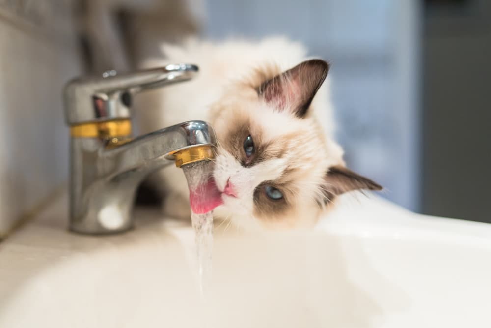 Dehydration in Cats
