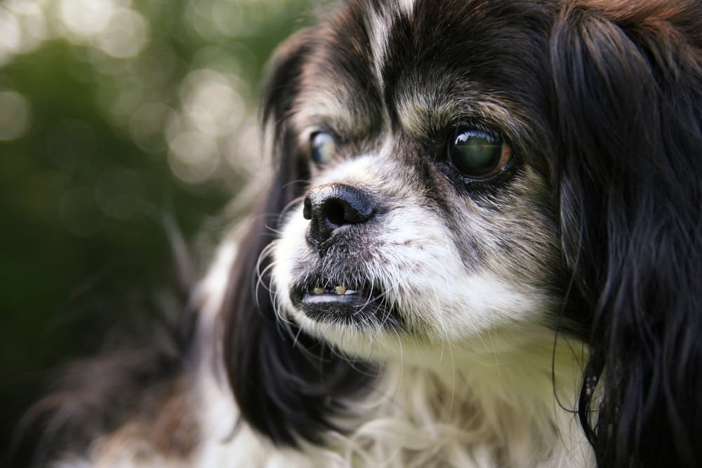 symptoms of cataracts in dogs