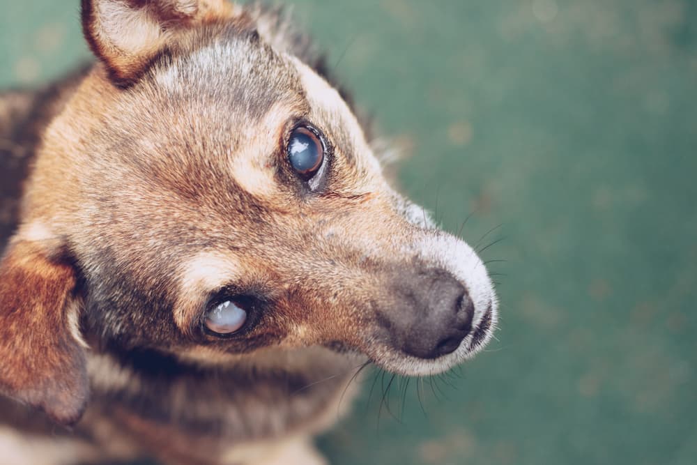 Cataracts in Dogs
