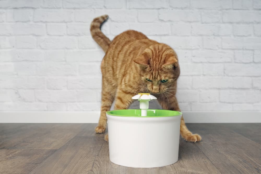 cat-water-fountain