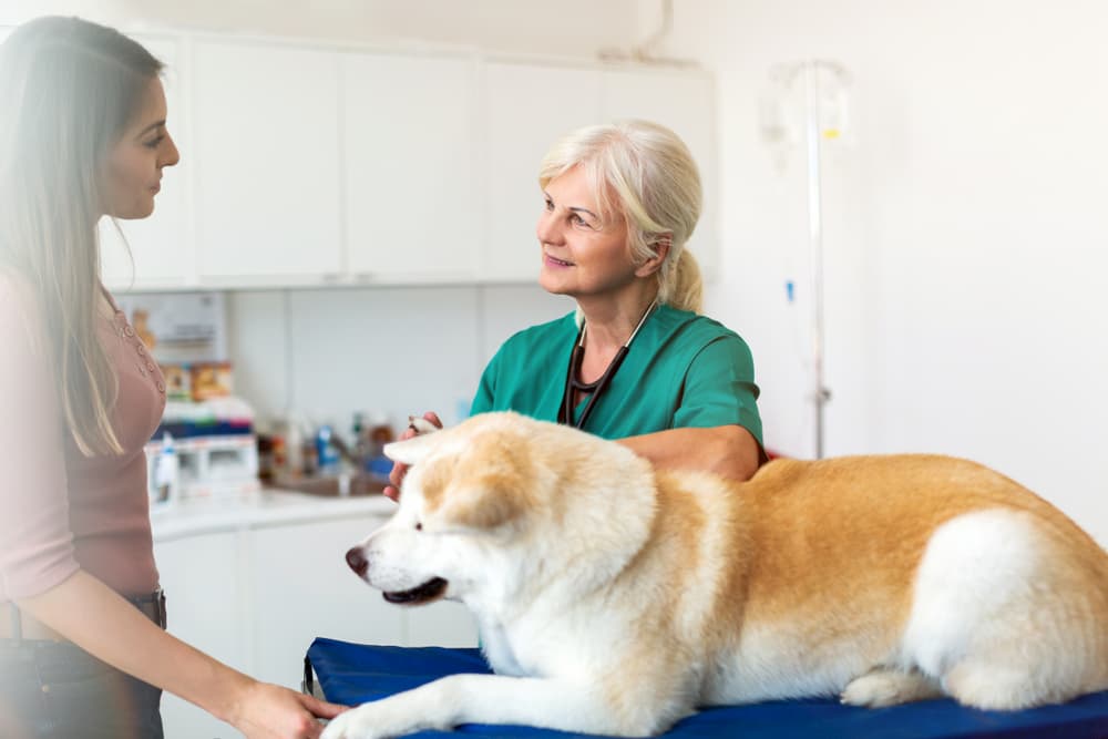 Veterinarian talking to pet parent