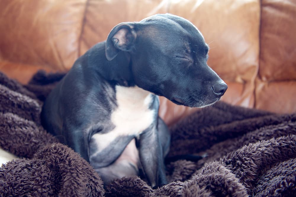 Dog with symptoms of vestibular disease