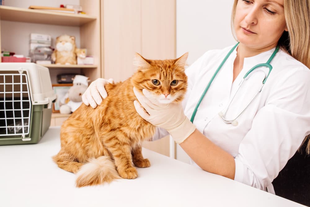 Veterinarian checking a cat for tapeworms