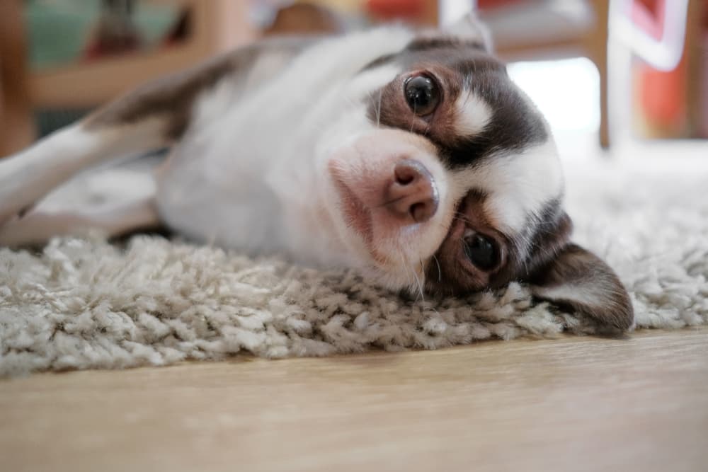 Chihuahua lying on carpet