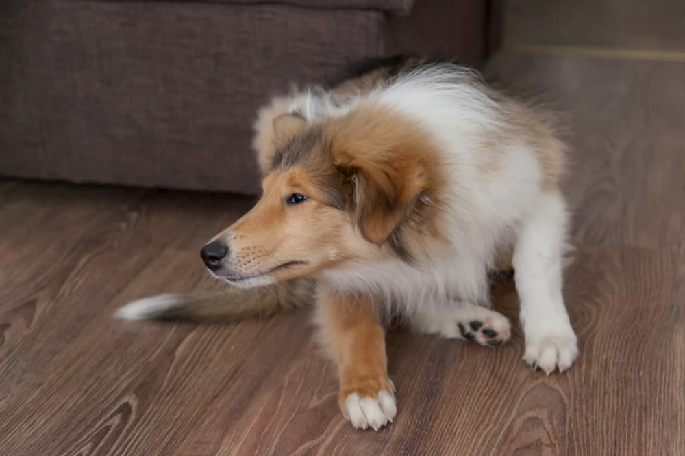 Dog itching skin