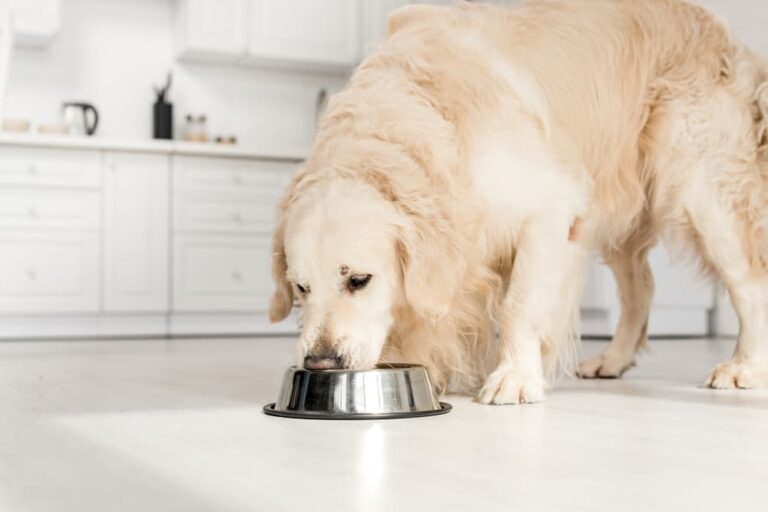 Dog eating a bland diet