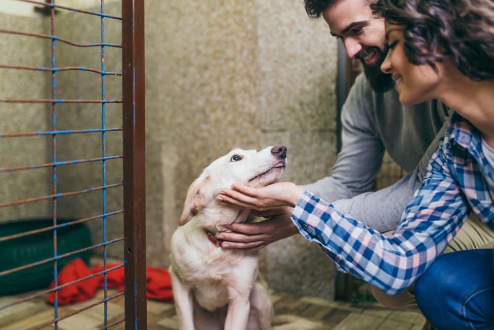 Dog shelters can spread ringworm