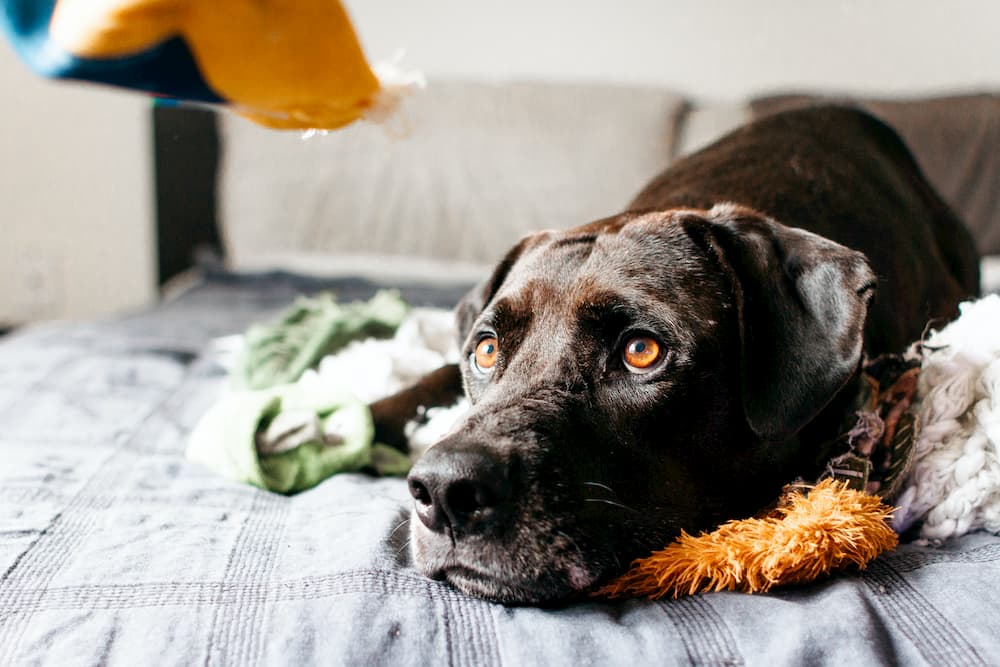 Labrador lying on bed