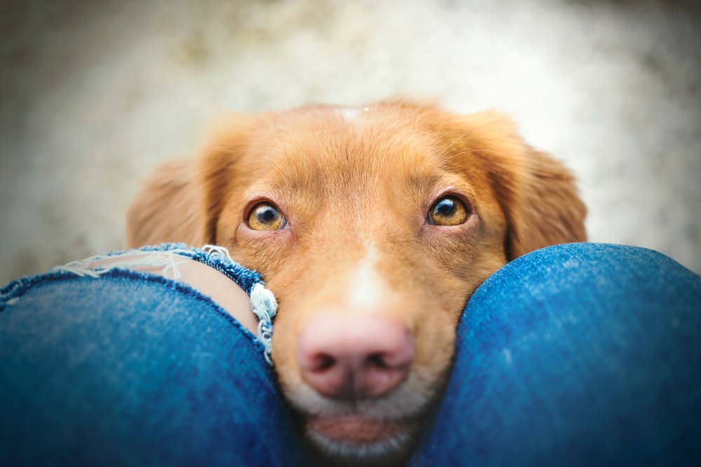 Dog staring at pet parent