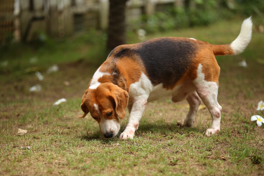 Beagle looking to dig a hole