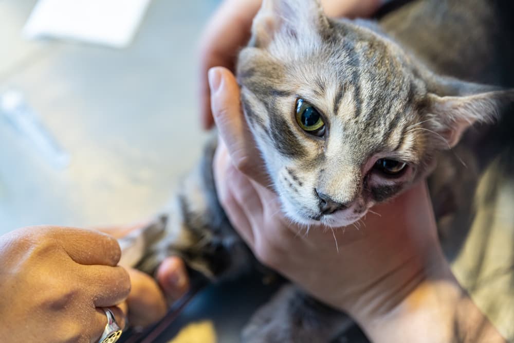 Veterinarian doing cat blood work