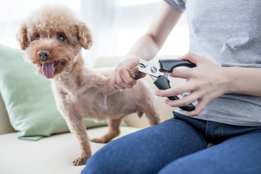 Woman cutting a dog's nails