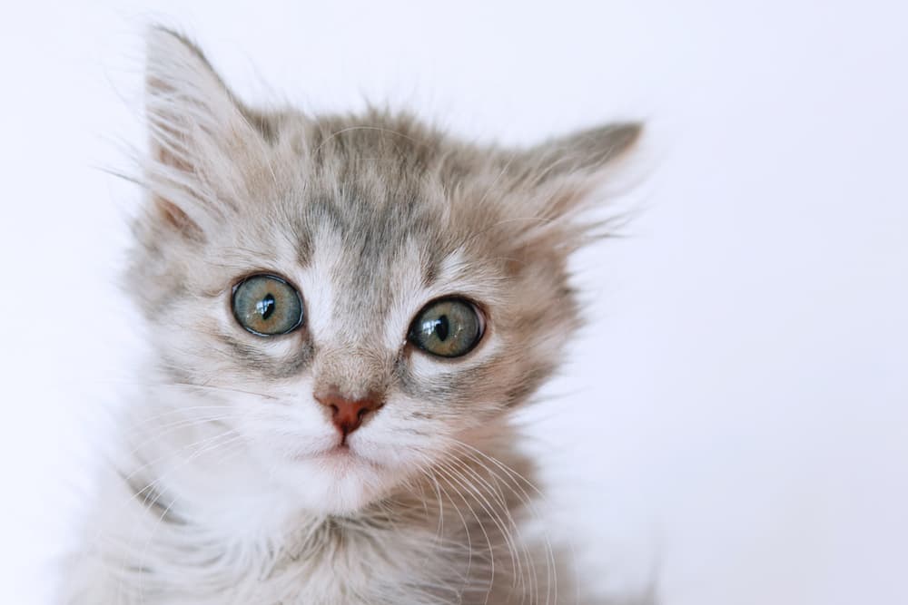 Heart Murmurs in Cats