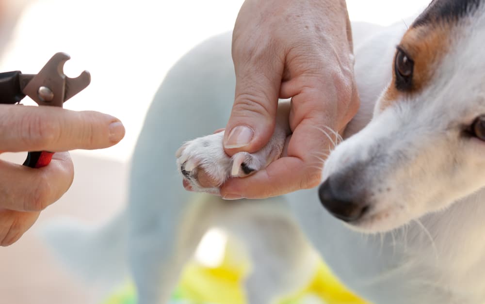 Man safely cutting dog's nails