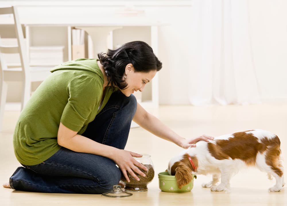 Woman watching dog eat food