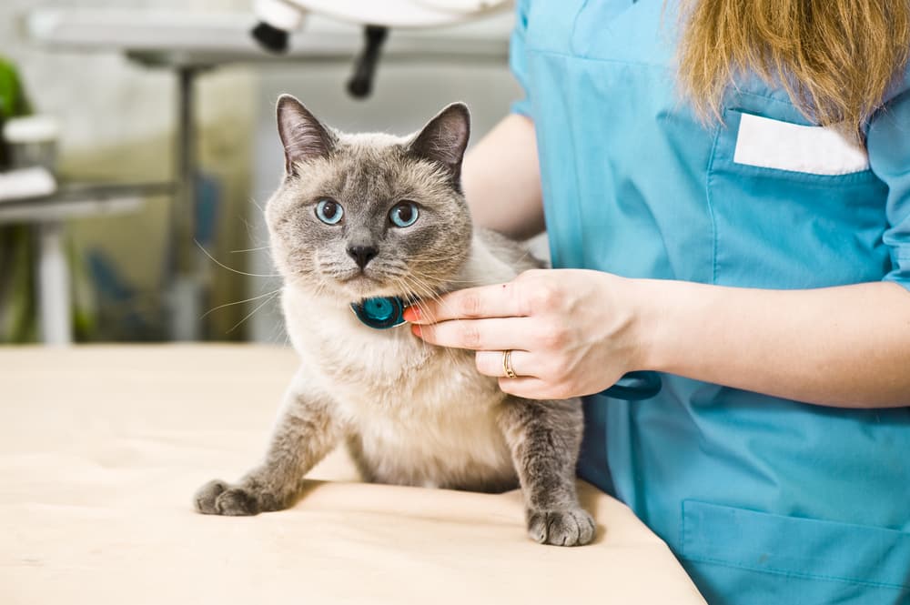 Vet checking a cat's heart