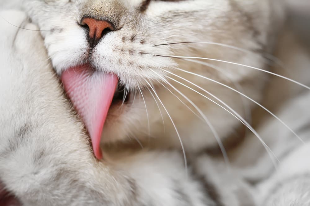 licking-problems-in-cats