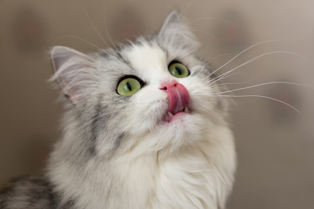 Cute cat licking lips