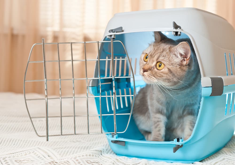 Cat in travel crate