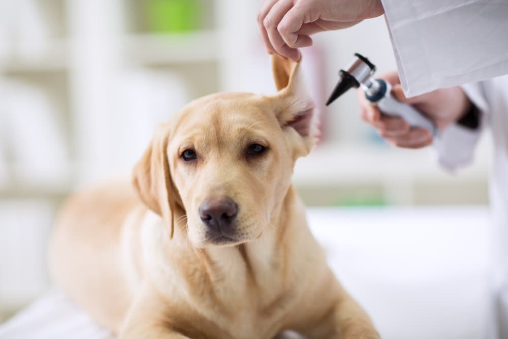 Veterinarian checking dog's ears