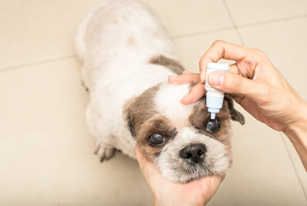 eye drops for cataracts in dogs