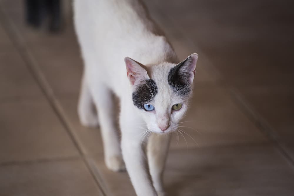 Underweight cat