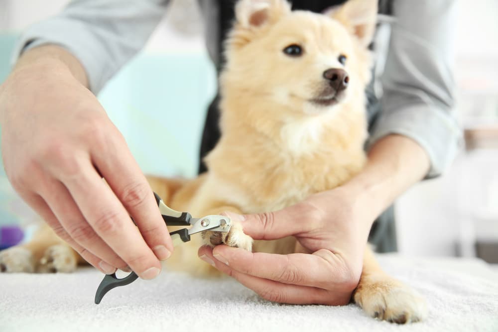 How to Use Dog Nail Clippers