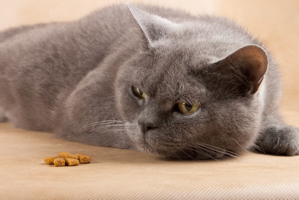 Cat refusing to eat