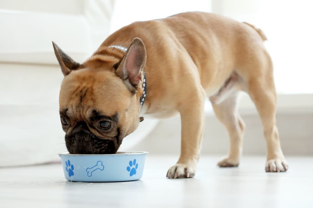 Dog eating homemade bland diet