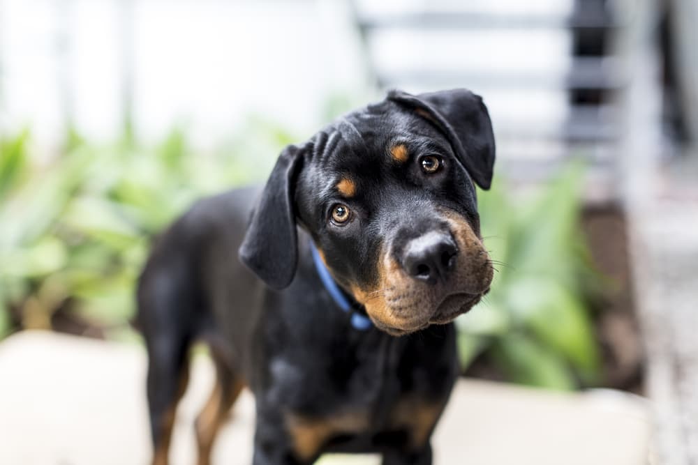 Vestibular Disease in Dogs