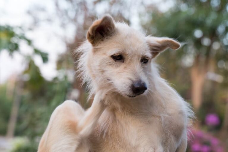 dog with ringworm scratching