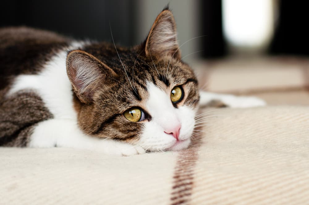 Feline Infectious Peritonitis (FIP) in Cats