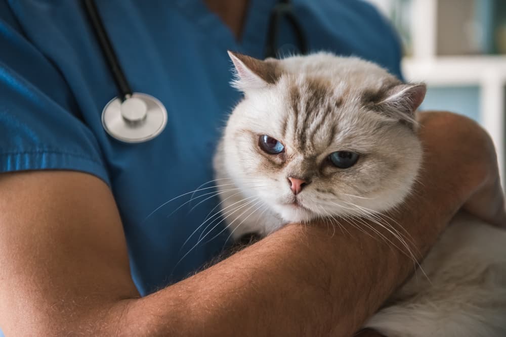 anxious cat at vet