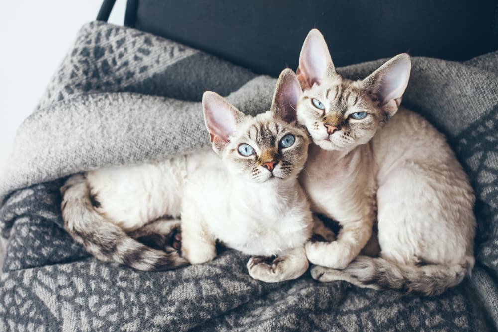 Two cats in a home