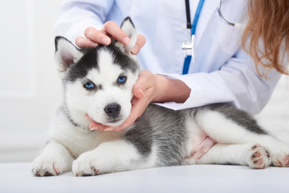 Young puppy at the vet