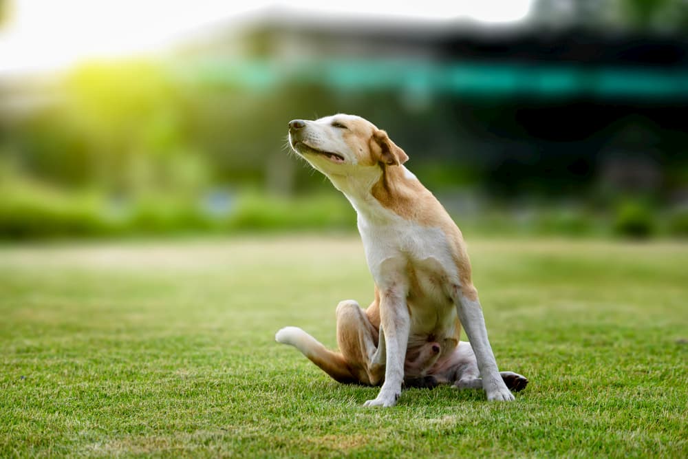 Dog itching on grass