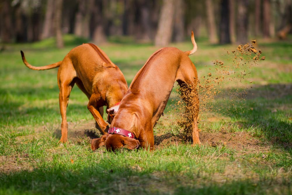 Two dogs digging a hole