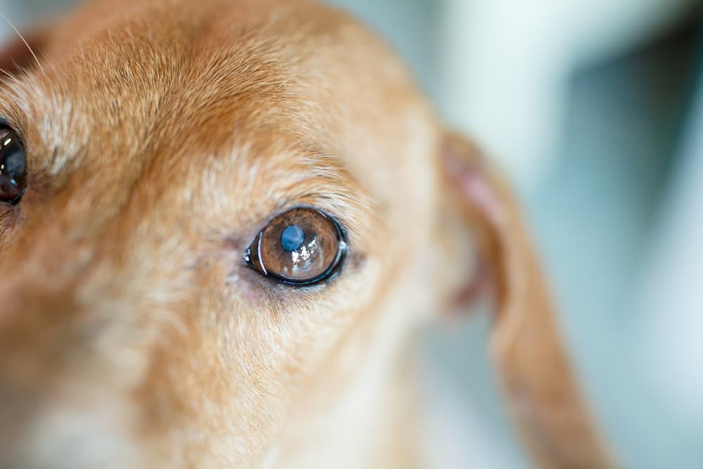 what causes cataracts in dogs