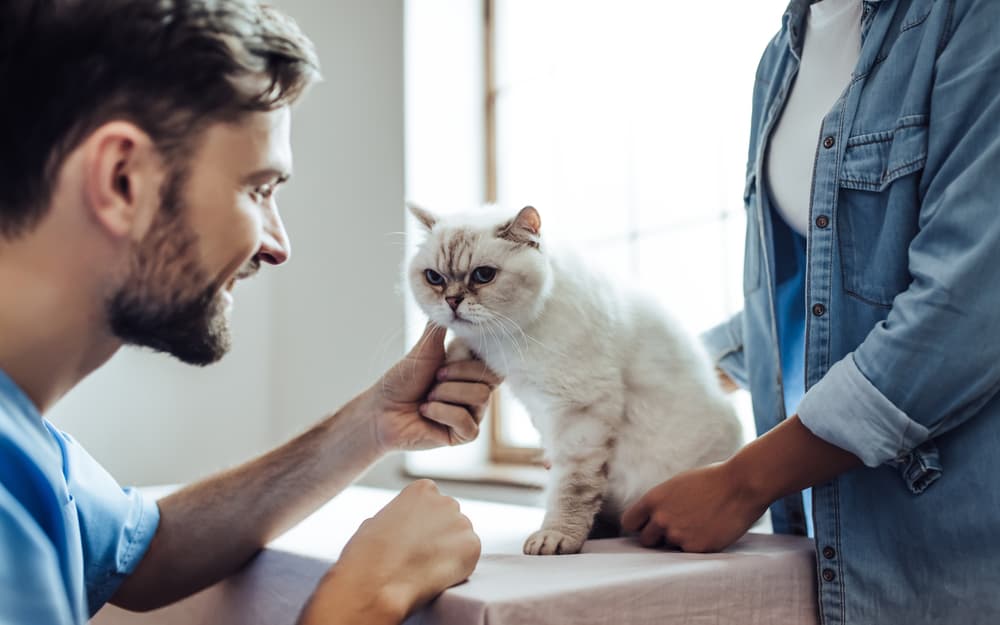 cat at the veterinarian being checked
