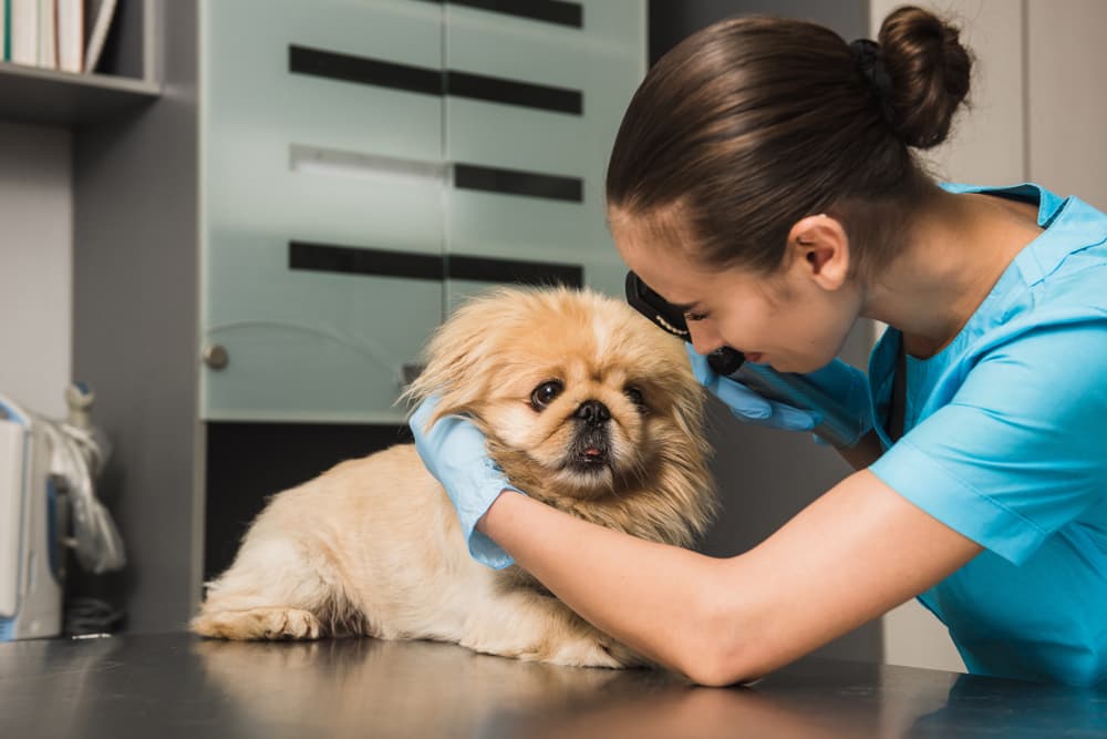 Veterinarian doing a dog eye exam