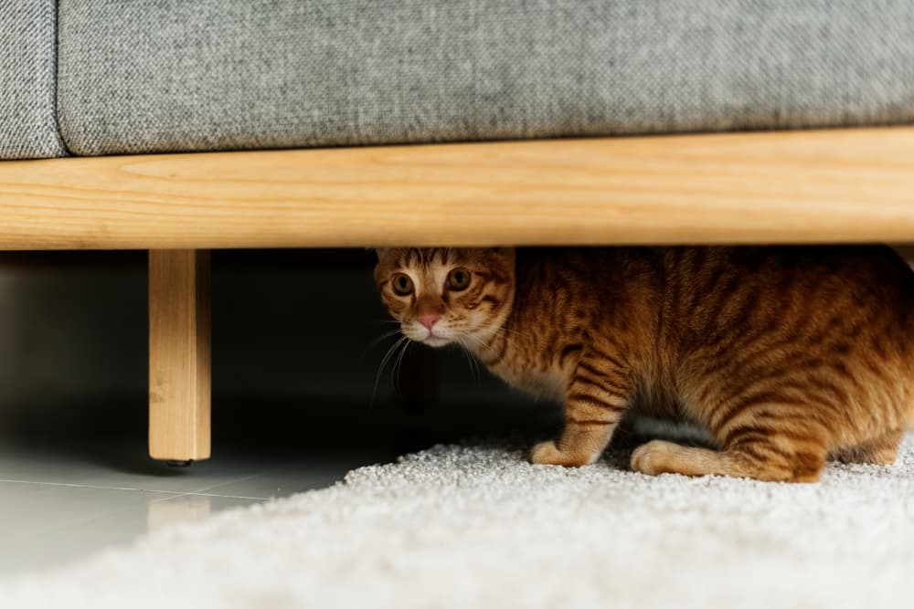 cat hiding under sofa
